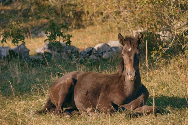 Ein Junges Braunes Wildpferd Liegt Friedlich Gras Einem Sonnigen Tag — Stockfoto
