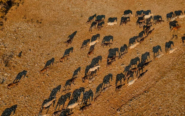 Luftaufnahme Einer Großen Herde Von Wildpferden Die Sich Anmutig Über — Stockfoto