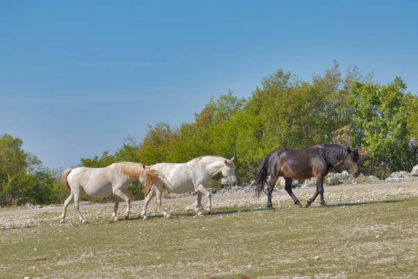 Trzy Dzikie Konie Przemierzają Górski Teren Malowniczym Płaskowyżu Mostarska Bile — Zdjęcie stockowe