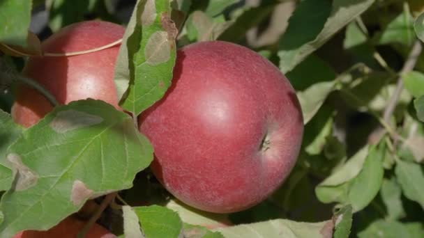 果樹園でリンゴの木で育つリンゴ — ストック動画