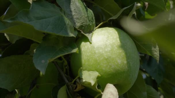 果樹園でリンゴの木で育つリンゴ — ストック動画