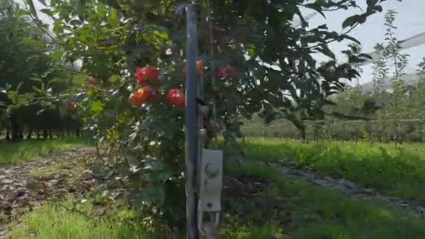 Meyve Bahçesindeki Elma Ağacında Büyüyen Elmalar — Stok video