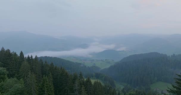 Nebelige Und Mystische Überführung Eines Tannenwaldes Fuße Des Berges Vlasic — Stockvideo