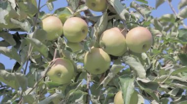 Meyve bahçesinde toplanmaya hazır altın lezzetli elmalar, Hırvatistan 'ın Nasice kentinde hafif bir meltemde sallanıyor.