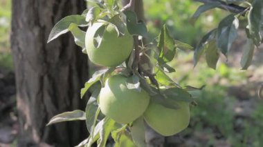 Hırvatistan 'ın Nasice kentinde hasat edilmeye hazır bir meyve bahçesinde üç olgun Altın Lezzetli elma hafifçe sallanıyor