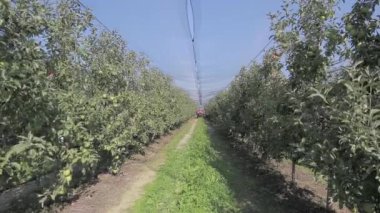 Rüzgâr salınan ağaçlarla, uzak traktörlerle ve koruyucu dolu ağlarıyla Altın Lezzetli elma bahçesi sahnesi.