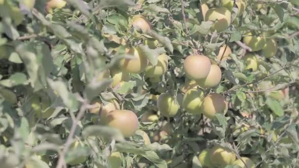 ゴールデンおいしいリンゴは熟して収穫の準備ができて ナスティスの果樹園で広がる上向きのカメラパンに捕まりました — ストック動画