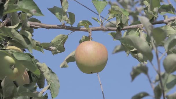 Ein Reifer Golden Delicious Apfel Wiegt Sich Sanft Wind Einem — Stockvideo