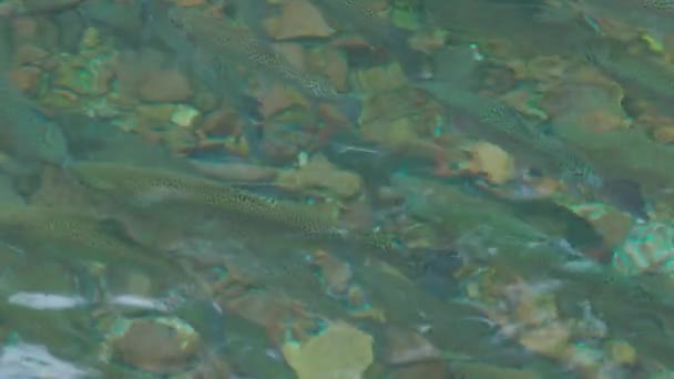 トラヴニクのトラウトハッチャーのクローズアップビューは 魚のスローモーションの動きを示しています — ストック動画