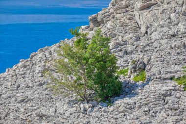 Velebit Dağları 'nın eteklerindeki engebeli kireçtaşı kayalıklarının arasındaki tek bir yemyeşil ağacın tam tersi..