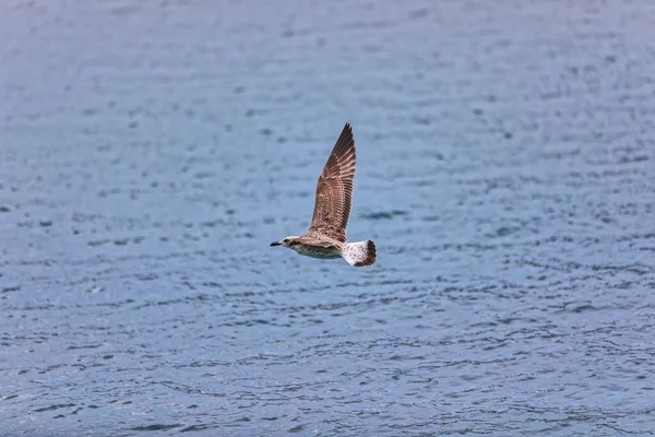 Young Seagull Sea Early Morning Island Pag Croatia — Stock Photo, Image