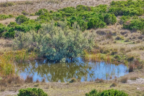 Isolated Water Hole Lush Vegetation Providing Stark Contrast Otherwise Rocky — Stock Photo, Image