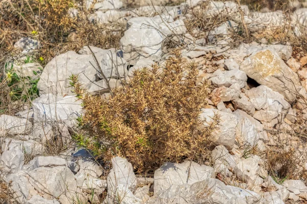 Resilient Dried Plant Nestled Stark Limestone Rock Environment Illustrating Arid — Stock Photo, Image