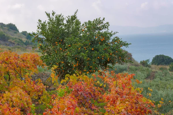 Vibrant Clementine Mandarin Tree Colorful Vine Leaves Coastal Backdrop Winter — Stock Photo, Image
