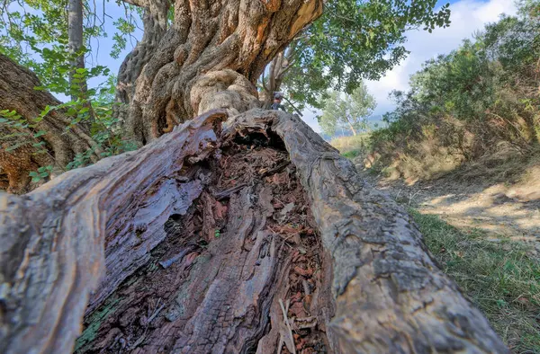 Ткани Рожкового Дерева Естественном Свете Комиза — стоковое фото
