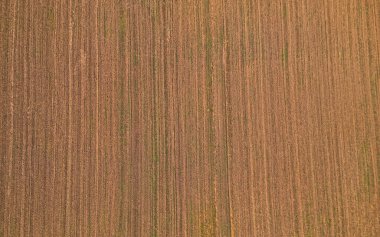 Hırvatistan 'ın Slavonya kentindeki Beli Manastırı yakınlarındaki uçsuz bucaksız tarlaların görüntüleri