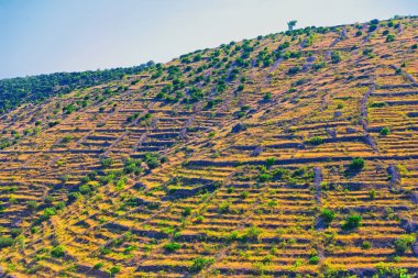 Hvar Adası 'nın güneşli yamaçlarında teraslı tarım alanları, geleneksel Hırvat manzarası ve tarım tekniklerini gözler önüne seriyor.