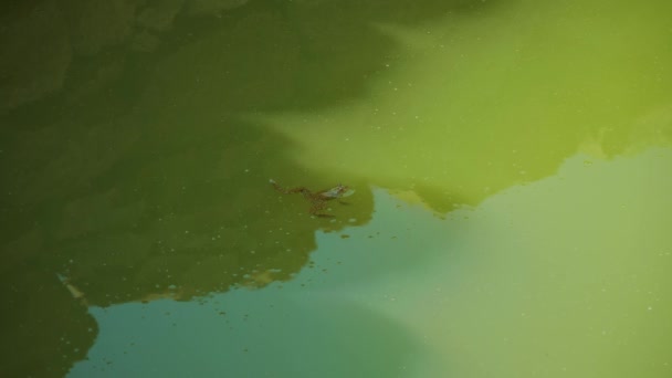 Βάτραχος Στο Νερό Στο Ρωμαϊκό Πηγάδι Στο Rajcice Αρχαία Τοποθεσία — Αρχείο Βίντεο