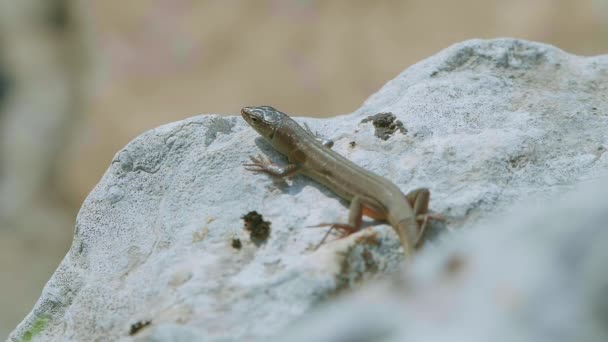 Lacerta Agilis Jaszczurka Szarym Kamieniu Dalmacji Chorwacja — Wideo stockowe