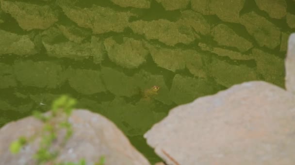在克罗地亚斯普利特附近的拉吉奇斯 青蛙被罗马油井的墙包围着 — 图库视频影像