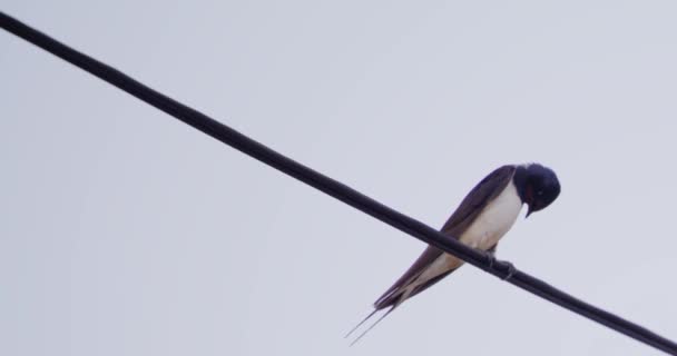 Solitary Swallow Resting Cable Moments Being Joined Chased Away Another — Stock Video