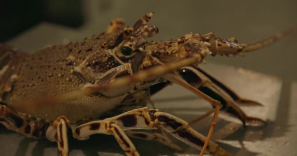 用冷冻机对龙虾进行特写 展示其详细的外骨骼和平稳的爪子 给人留下深刻印象的海洋生物展示 — 图库视频影像
