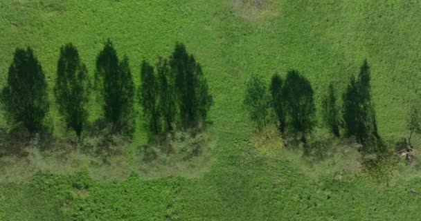 Fotografia Aérea Sombras Árvores Alongadas Campo Verde Vibrante Retratando Contraste — Vídeo de Stock