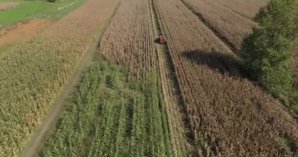 Egy Kompakt Kompakt Kombájn Vidéki Jelenete Egy Traktoron Amely Kukoricát — Stock videók