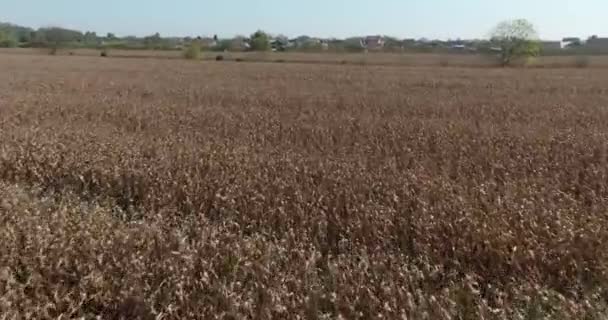 Krajobraz Dojrzałych Pól Kukurydzy Czekających Zbiory Pobliżu Domów Mieszkalnych Sisak — Wideo stockowe