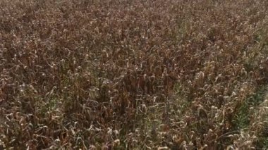 Hasattan hemen önce Sisak 'taki yoğun mısır tarlası dokusu olgun bitkilerin detaylı bir görüntüsü için yavaş çekimde çekildi..