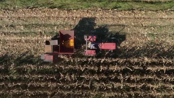 Sisak Croatia 2023 Szeptember Egy Kis Traktoros Kukoricatermelő Lassított Felvételen — Stock videók