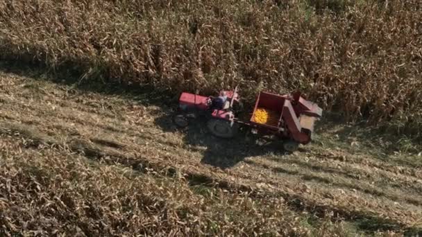 Sisak Croatia 2023 Szeptember Egy Kis Traktoros Kukoricatermelő Lassított Felvételen — Stock videók