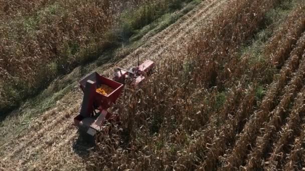 Sisak Croacia Septiembre 2023 Agricultor Pequeño Tractor Cosechando Maíz Una — Vídeo de stock