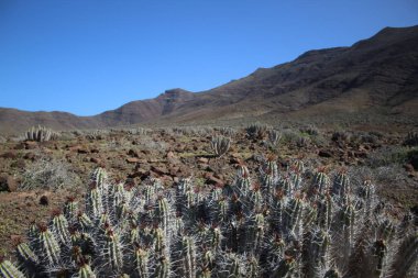 Doğal ortamında Euphorbia handiensis bitkisinin görüntüsü