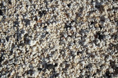 Fuerteventura 'daki patlamış mısır deniz kabuklarının yakın plan detayları.