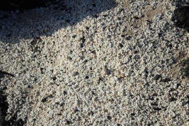 Fuerteventura 'daki patlamış mısır deniz kabuklarının yakın plan detayları.