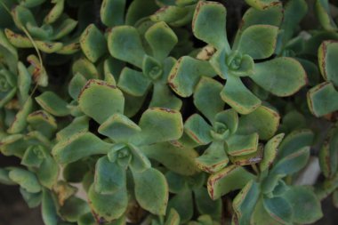 Yakın çekim bir etli bitki