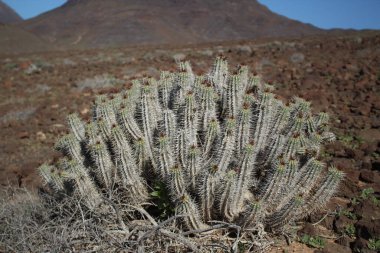 Doğal ortamında Euphorbia handiensis bitkisinin görüntüsü