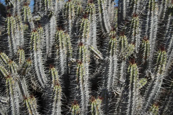 Vista Planta Euphorbia Handiensis Hábitat Natural — Foto de Stock