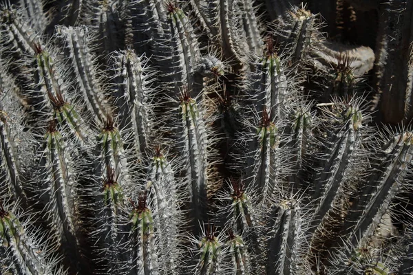 서식지에 엔시스 식물의 — 스톡 사진