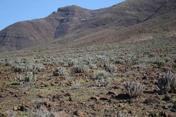 山楂属植物在其自然栖息地的景观 — 图库照片