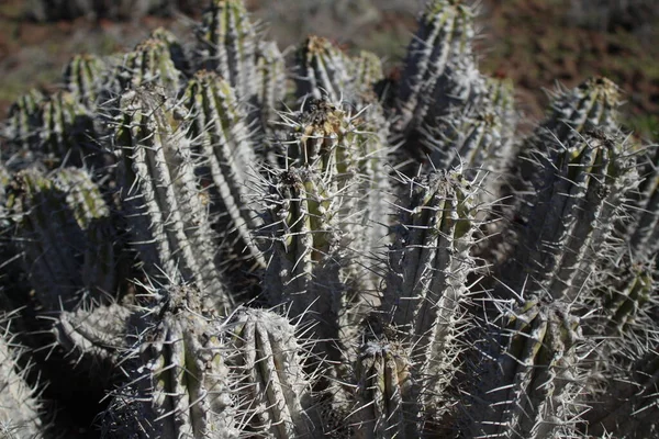 Άποψη Του Φυτού Euphorbia Handiensis Στο Φυσικό Του Περιβάλλον — Φωτογραφία Αρχείου