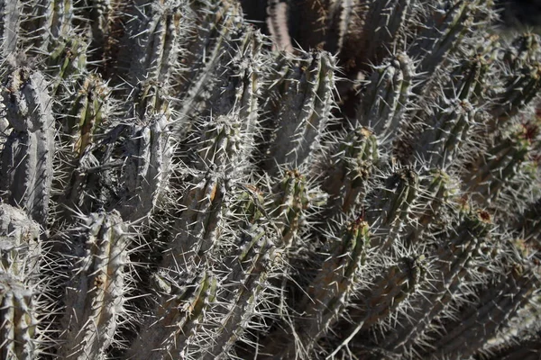 View Euphorbia Handiensis Plant Its Natural Habitat — Stock Photo, Image