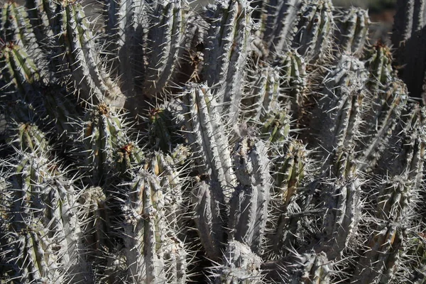 Vista Planta Euphorbia Handiensis Hábitat Natural — Foto de Stock