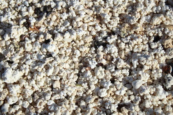 Fuerteventura 'daki patlamış mısır deniz kabuklarının yakın plan detayları.