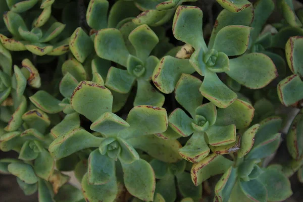Close Succulent Plant — Stock Photo, Image