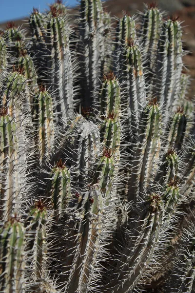 Άποψη Του Φυτού Euphorbia Handiensis Στο Φυσικό Του Περιβάλλον — Φωτογραφία Αρχείου