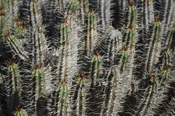 Pohled Rostlinu Euforbia Handiensis Svém Přirozeném Prostředí — Stock fotografie
