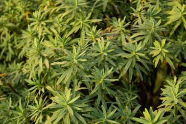 Bahçedeki bir bitkinin yeşil yaprakları