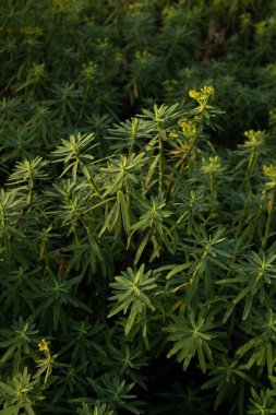 Dağlardaki çiçeklerin güzel manzarası